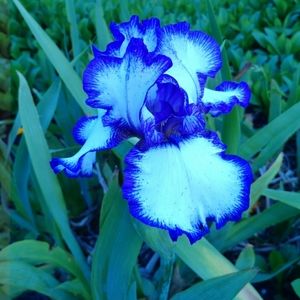 Meet your Posher, Karol